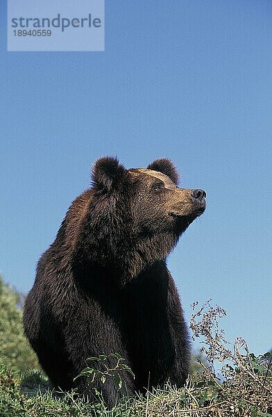 BRAUNBÄR (ursus arctos)  ERWACHSENER