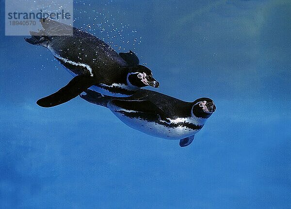 Humboldt-Pinguin (spheniscus humboldti)  Erwachsener schwimmt unter Wasser