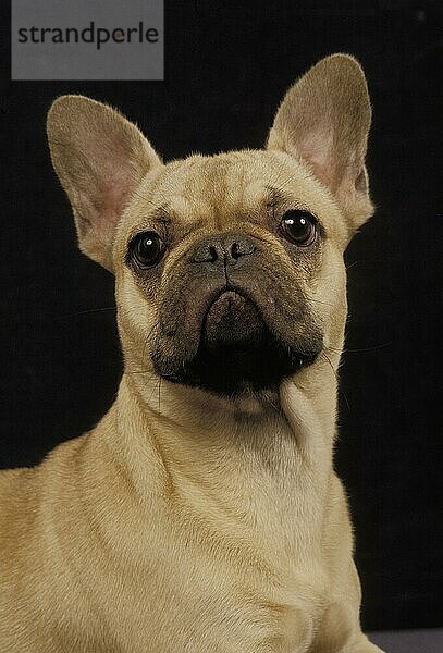 Französische Bulldogge  Porträt vor schwarzem Hintergrund