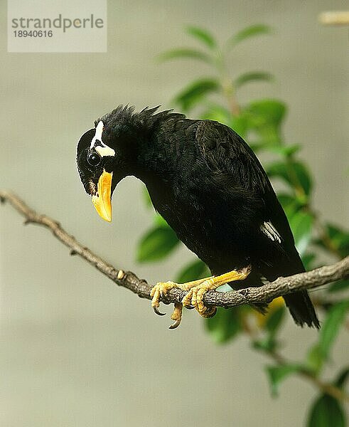 Beo (gracula religiosa)  ERWACHSENER AUF BRANCHE STEHend