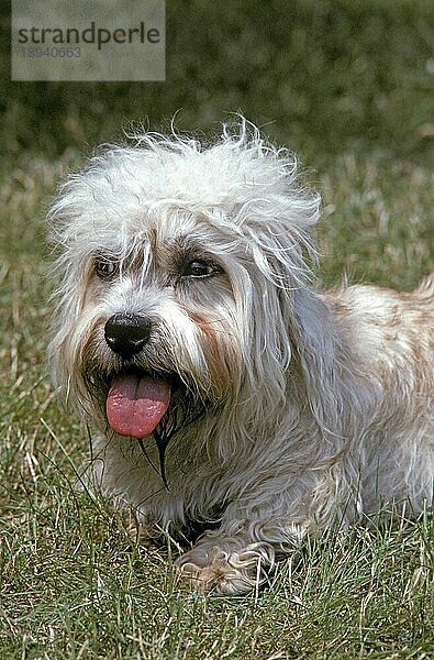 DANDIE-DINMONT-TERRIER  ERWACHSEN  LIEGT AUF GRAS