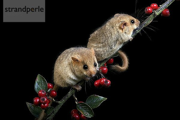 GEMEINSAME DORMOUSE (muscardinus avellanarius)  ERWACHSENE AUF BRANCHE MIT BEEREN  NORMANDY IN Frankreich