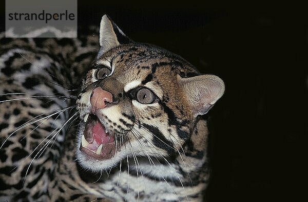 Ozelot (leopardus pardalis)  Porträt eines erwachsenen Knurrers