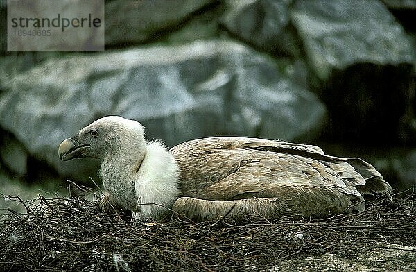 Gänsegeier (gyps fulvus)  Erwachsener auf Nest