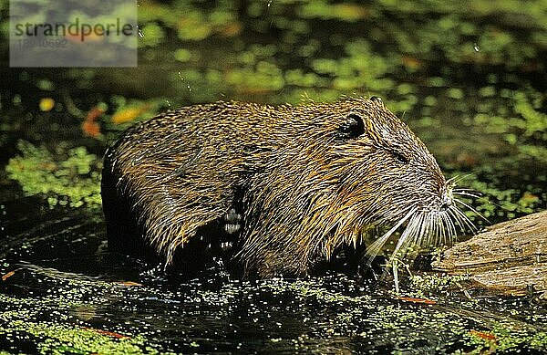 NUTRIA (myocastor coypus)  ERWACHSENER IM WASSER STEHEND  NORMAL IN Frankreich