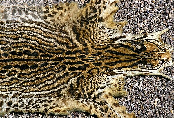 Ozelot (leopardus pardalis)  Haut eines Erwachsenen