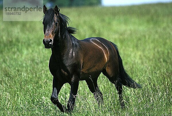 Lusitano Pferd  Erwachsener stehend auf der Wiese