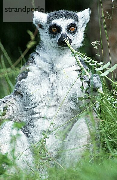 Ring-tailed Lemur  Katta (Lemur catta) (Afrika) (Madagskar) (Madagascar) (Säugetiere) (mammals) (animals) (Halbaffen) (Primaten) (lemurs) (primates) (außen) (outdoor) (frontal) (head-on) (von vorne) (Wiese) (meadow) (aufrecht sitzen) (sitting erect) (adult) (schnuppern) (sniffing) (Humor) (humour)