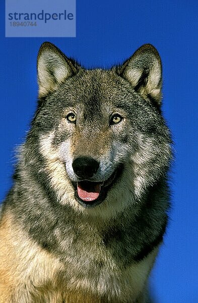 Nordamerikanischer Grauer Wolf (canis lupus occidentalis)  Portrait eines Erwachsenen  Kanada  Nordamerika