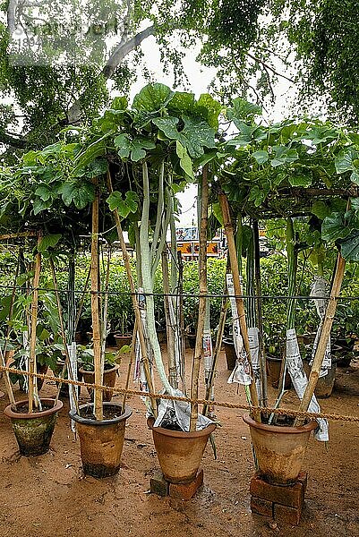 Schlangenkürbis (Trichosanthes cucumerina Linn) Pflanzen in Töpfen  Lalbagh Garten Bengaluru Bangalore  Karnataka  Südindien  Indien  Asien