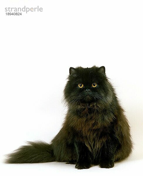 Schwarze Perser Hauskatze  Erwachsene sitzen gegen weißen Hintergrund