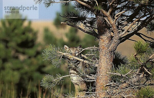 Puma (puma concolor)  ERWACHSENER HINTER DEM BAUM  MONTANA