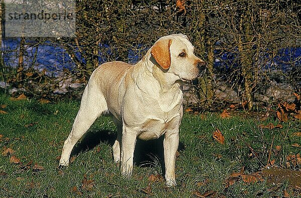 GELBER LABRADOR RETRIEVER  ERWACHSEN  STEHEND IM GRAS