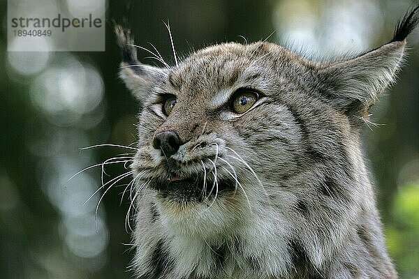 EUROPÄISCHER LYNCH (felis lynx)  PORTRAIT EINES ERWACHSENEN