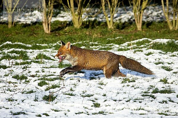 Rotfuchs (vulpes vulpes)  ERWACHSENER LÄUFT IM SCHNEE  NORMANDIEN IN Frankreich