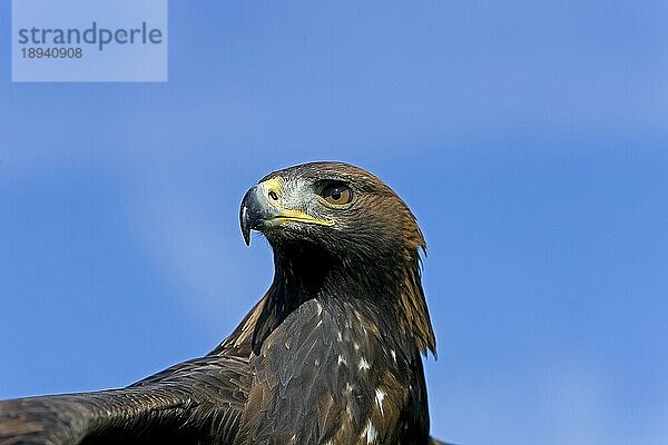 Steinadler (aquila chrysaetos)  KOPF EINES ERWACHSENEN