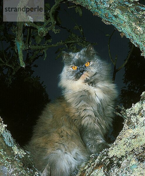 Blau-cremefarbene Perserkatze  erwachsen  stehend im Baum