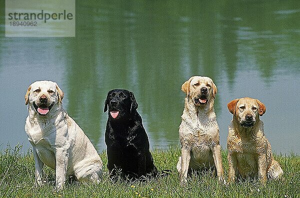 SCHWARZER UND GELBER LABRADOR RETRIEVER  ERWACHSENE SITZEN AM WASSER