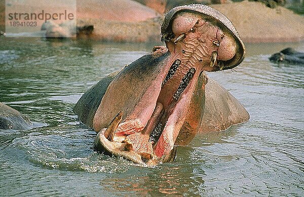 HIPPOPOTAMUS (Nilpferd amphibius)  ERWACHSENE DROHUNG MIT OFFENEM MUND  VIRUNGA-PARK  KONGO