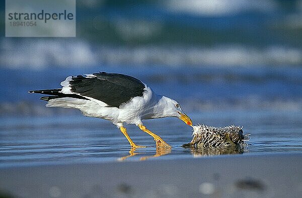 KELP-MÖWLE (larus dominicanus)  ERWACHSENER FISCHFRAßEN AM STRAND  MEXIKO