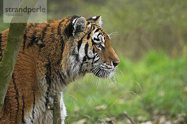 Sibirischer Tiger (panthera tigris altaica)  Porträt eines Erwachsenen