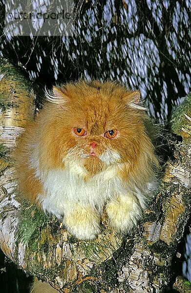 Rote und weiße Bicolor-Perserkatze  erwachsen  im Baum sitzend