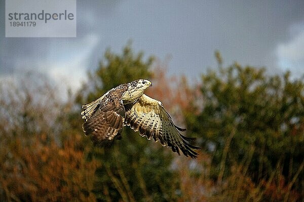 Mäusebussard (buteo buteo)  Erwachsener im Flug  Normandie