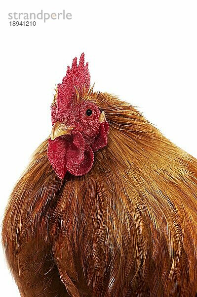 Brahma Perdrix Huhn  eine Rasse aus Indien  Portrait des Hahns vor weißem Hintergrund