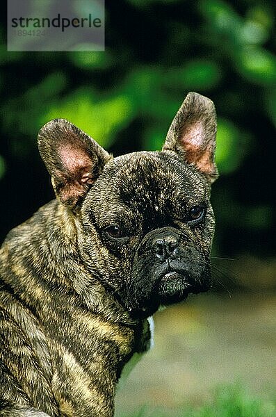 Französische Bulldogge  Portrait eines Erwachsenen