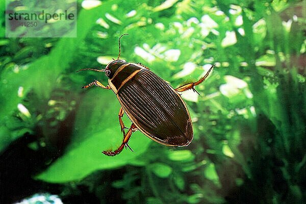 Großer Tauchkäfer (dytiscus marginalis)  Erwachsener im Wasser  Normandie