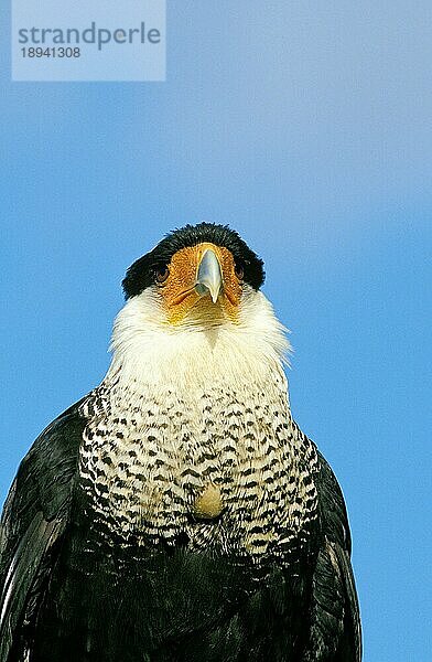 Schopfkarakara (polyborus plancus)  Portrait eines Erwachsenen  Pantanal in Brasilien