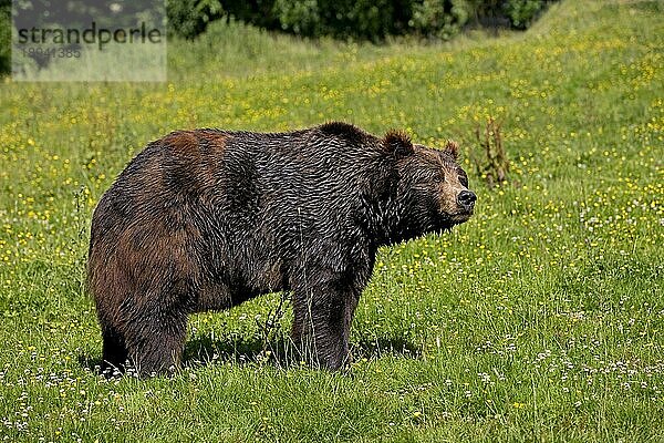 BRAUNBÄR (ursus arctos)  ERWACHSENER IM GRAS STEHEND