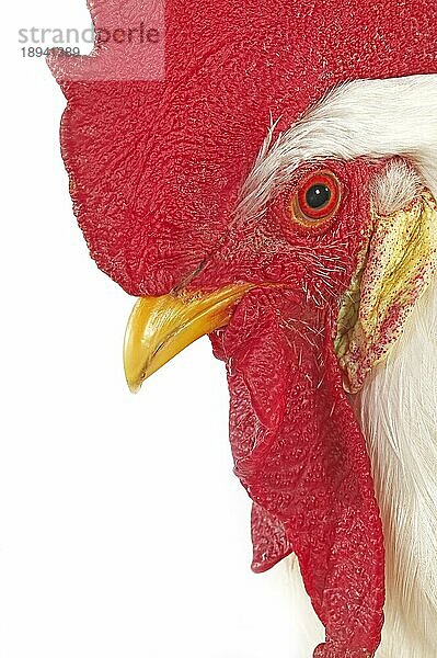 Weißes Leghorn  Haushuhn  Porträt des Hahns vor weißem Hintergrund