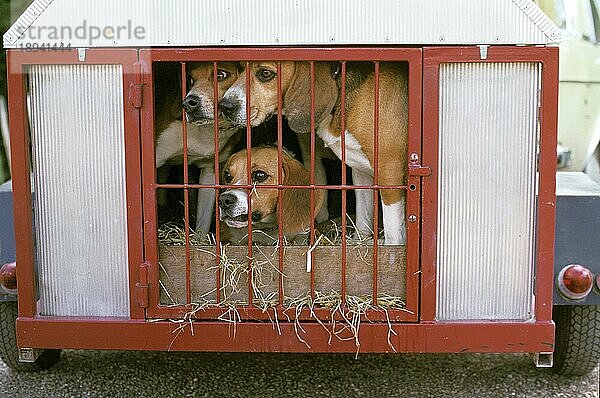 Beagle-Hund  Erwachsene im Anhänger  auf die Jagd gehen