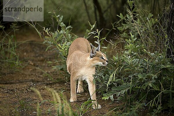 Karakal (caracal caracal)  erwachsen