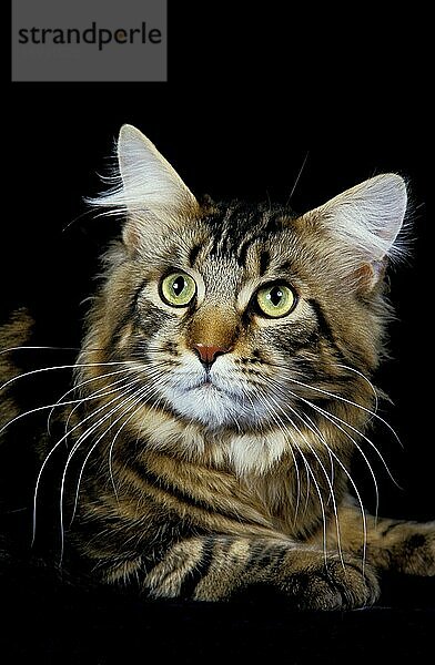 Brown Tabby Maine Coon Hauskatze legen gegen schwarzen Hintergrund