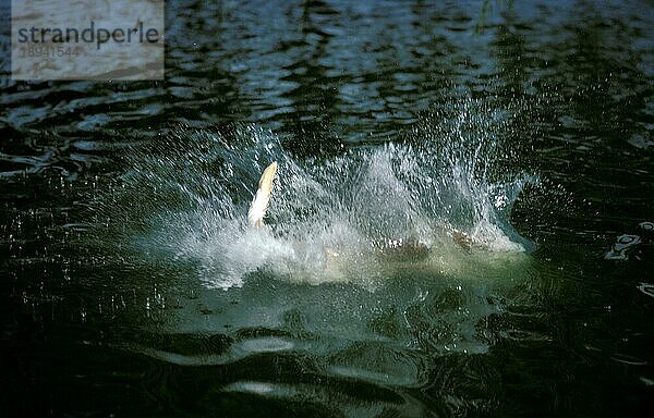 Gelber Labrador Retriever  Erwachsener Springt ins Wasser