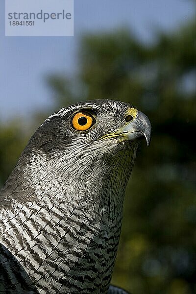 GOSHAWK (accipiter gentilis)  PORTRAIT EINES ERWACHSENEN  NORMANDY IN Frankreich