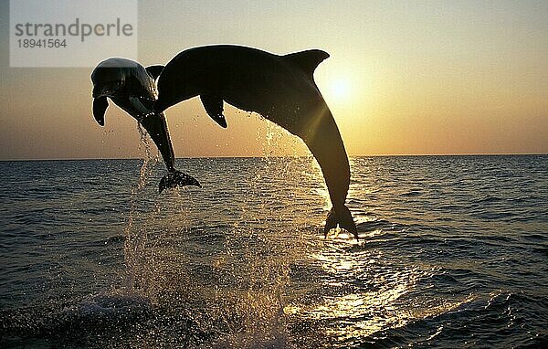 Großer Tümmler (tursiops truncatus)  adult springen bei Sonnenuntergang  Küste bei Honduras