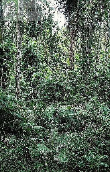 Regenwald im Norden Australiens