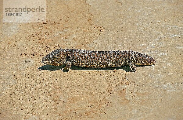 Stumpfschwanzskink (tiliqua rugosa)  Erwachsener  Australien  Ozeanien