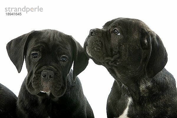 Cane Corso  Hunderasse aus Italien  Portrait eines Welpen vor weißem Hintergrund