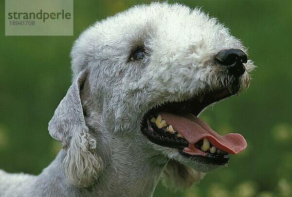 Bedlington Terrier  Portrait eines Erwachsenen