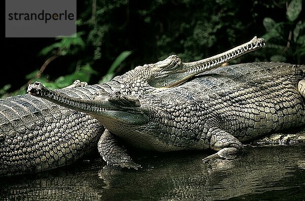 Gavial oder Gharial (gavialis gangeticus)  erwachsen