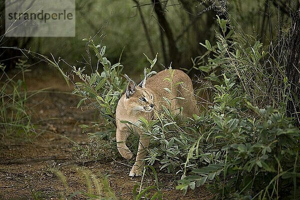 Karakal (caracal caracal)  erwachsen  Namibia  Afrika