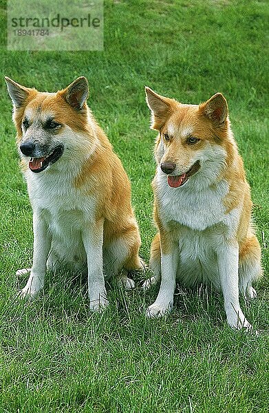 SIBIRISCHER LAIKA-HUND  ERWACHSENE SITZEN AUF GRAS