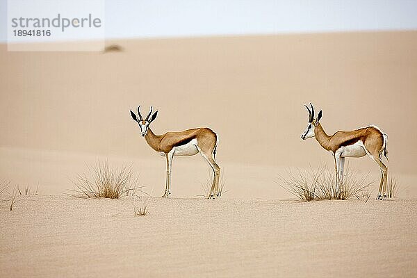 Springbock (antidorcas marsupialis)  Erwachsene gehen auf Sand  Namib-Wüste in Namibia