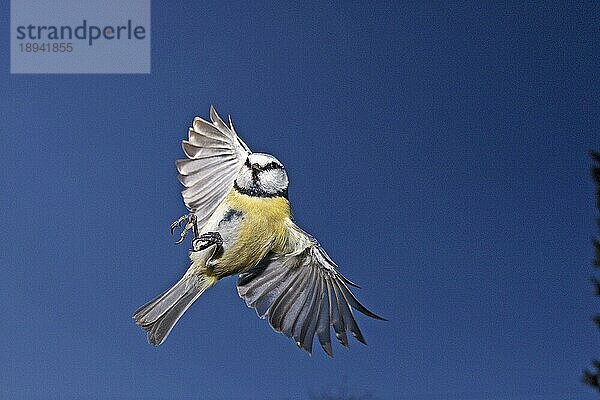 Blaumeise (parus caeruleus)  Erwachsener im Flug  Normandie