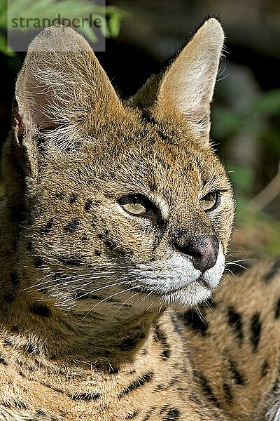 Serval (leptailurus serval)  Porträt eines Erwachsenen