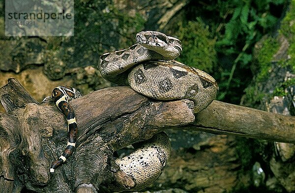 Boa Constrictor  Erwachsener auf Ast